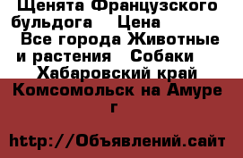 Щенята Французского бульдога. › Цена ­ 45 000 - Все города Животные и растения » Собаки   . Хабаровский край,Комсомольск-на-Амуре г.